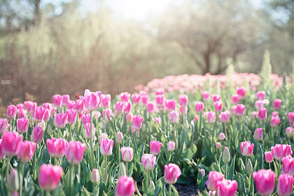 Pink Tulip Meadow Photography Art by CarolynCochrane.com