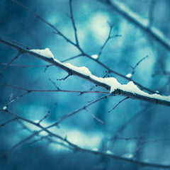 Blue Winter Wall Decor by carolyncochrane.com