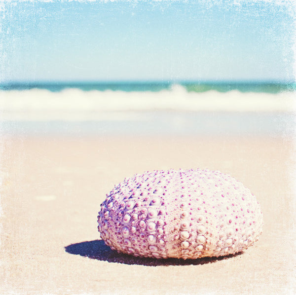 Sea Urchin Art Photography by carolyncochrane.com