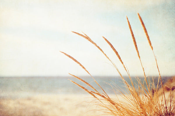 Beach Grass Photography Decor by carolyncochrane.com