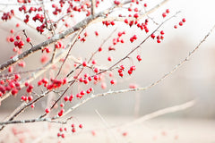 Red Berries Photography by carolyncochrane.com