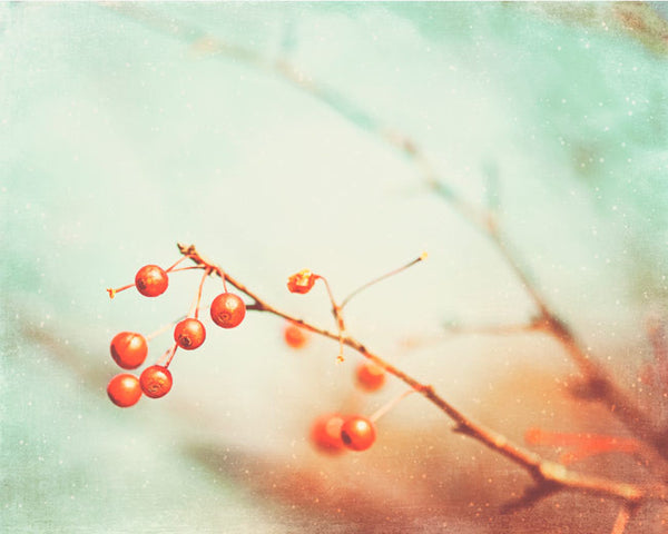 Winter Berry Photography by carolyncochrane.com