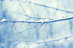 Blue Winter Nature Photography by carolyncochrane.com