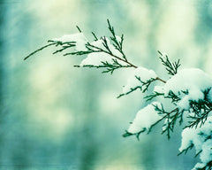 Mint Winter Wall Decor by carolyncochrane.com