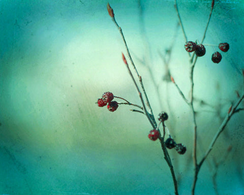 Teal Nature Photography by carolyncochrane.com