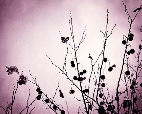Purple Black Nature Art by carolyncochrane.com