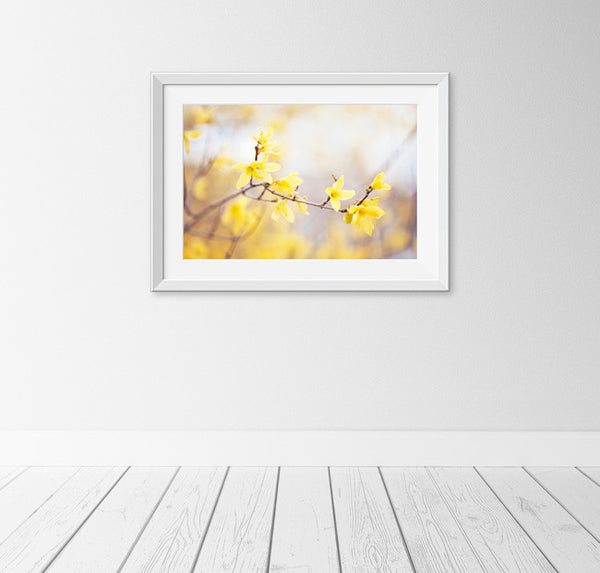 Yellow Forsythia Flower Photography by carolyncochrane.com