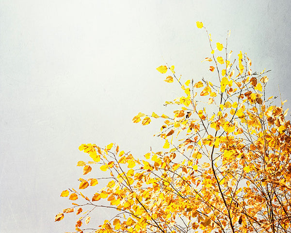 Yellow Nature Photography, Set of 3