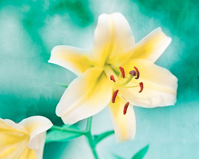 turquoise lily flower Turquoise Yellow Flower Art
