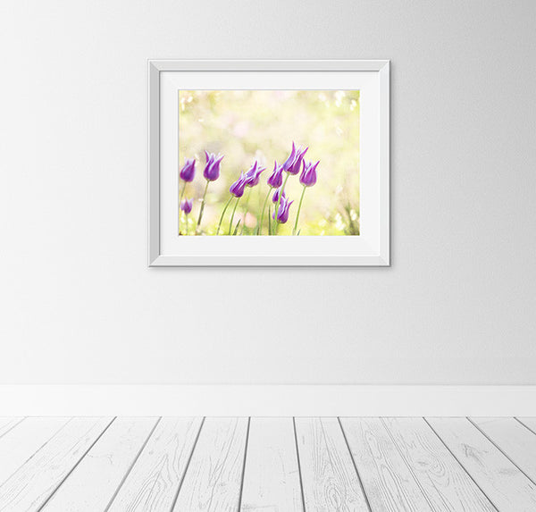 Yellow Purple Tulip Flower Photography by Carolyn Cochrane