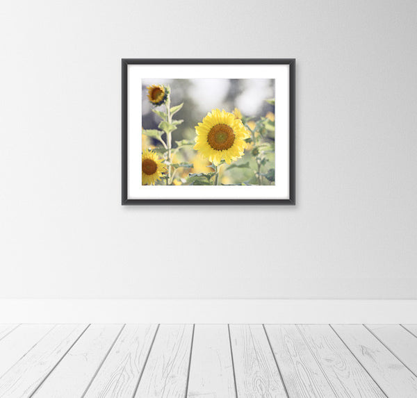 Sunflower Photography Art by carolyncochrane.com
